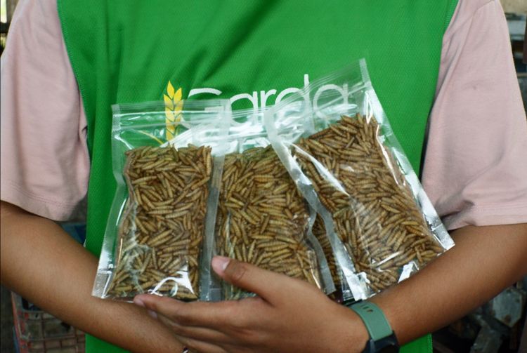 Dried Maggots