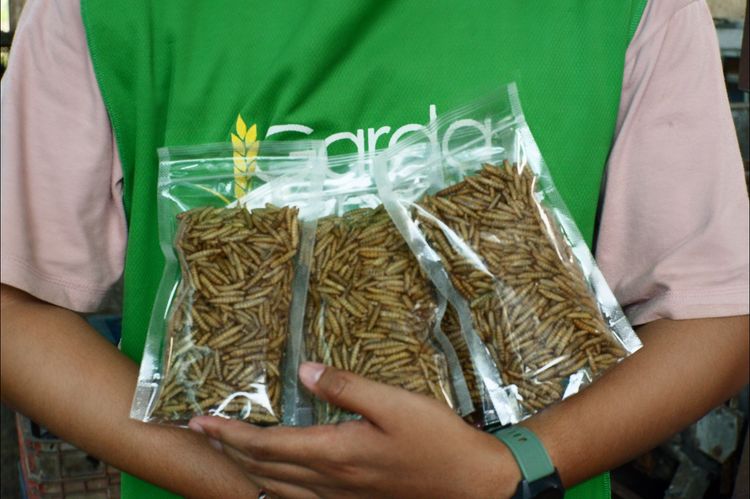 Maggot Kering
