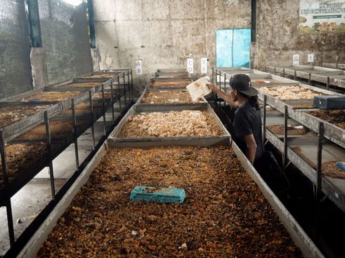 d) BIOKONVERSI SAMPAH MAKANAN
